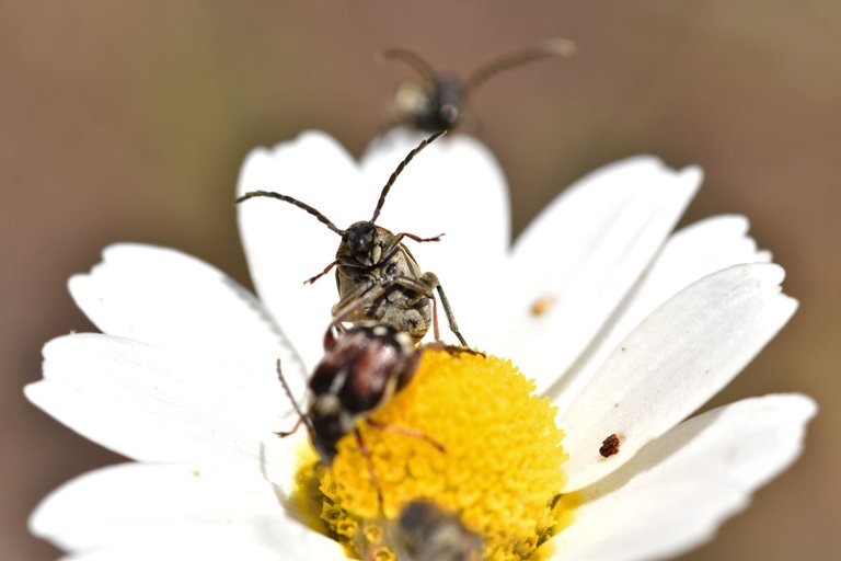 Small beetles daisy 7.jpg
