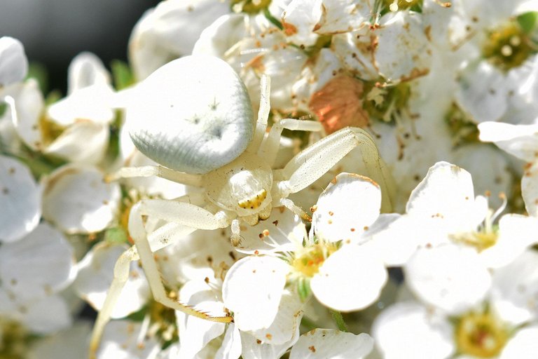 Misumena vatia crab spider flower 10.jpg