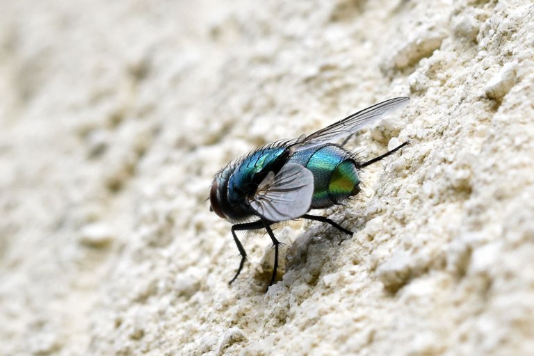 fly macro wall pl 3.jpg