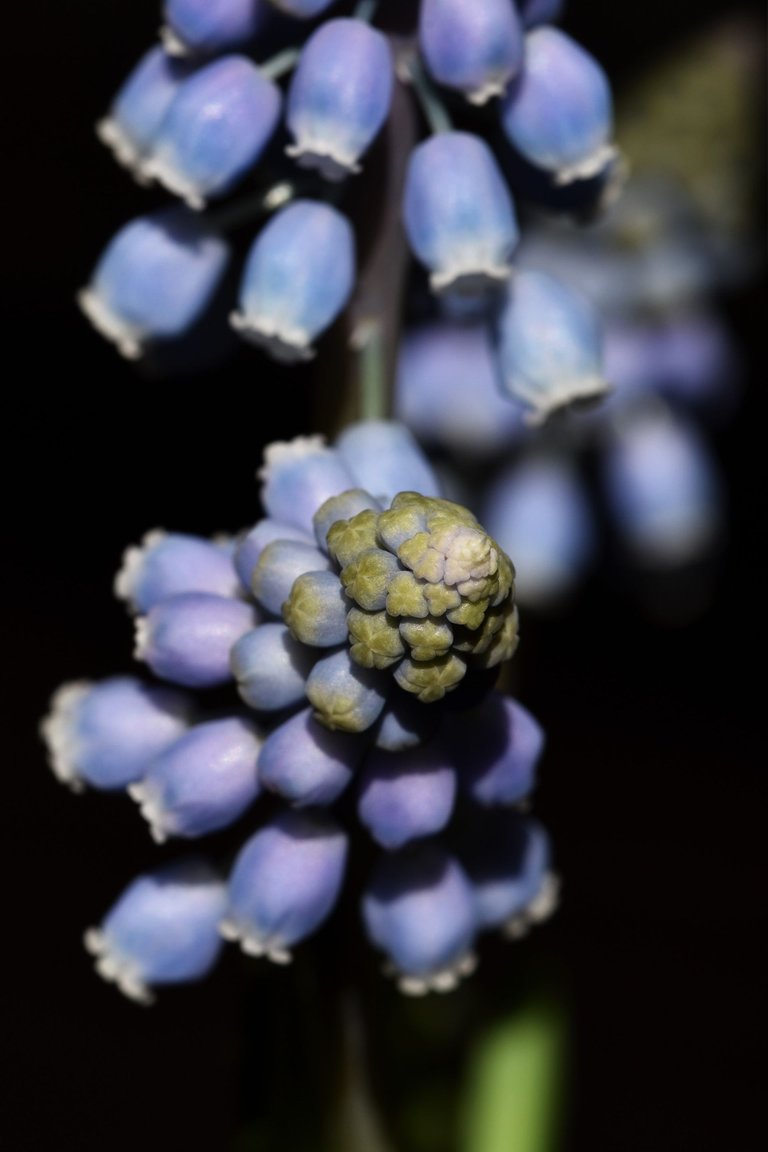 Grape hyacinth muscari 9.jpg
