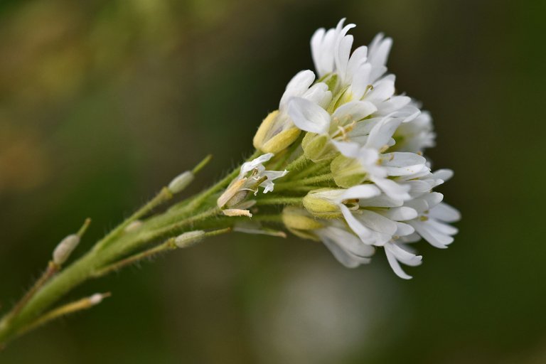 Berteroa incana Hoary alyssum pl 1.jpg