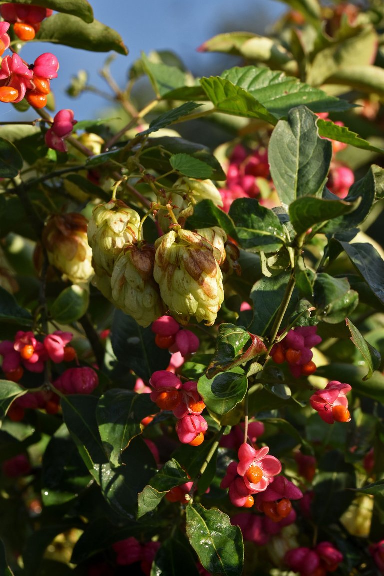 Euonymus europaeus trzemielina fruits pl 4.jpg