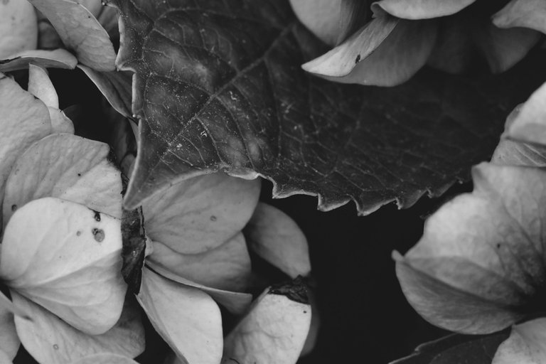 hydrangea bw 7.jpg