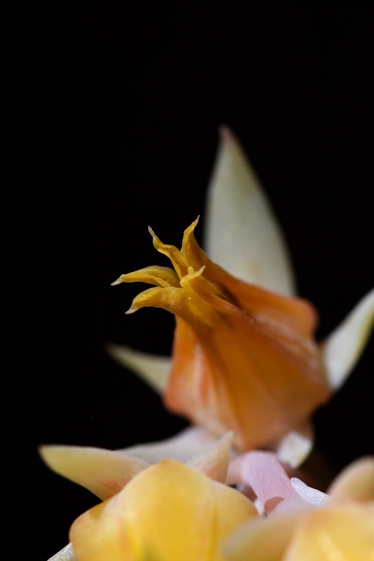 Echeveria yellow flowers 2.jpg