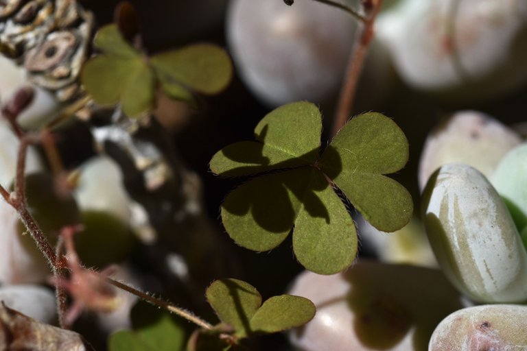 Pachyphytum Oviferum oxalis 1.jpg