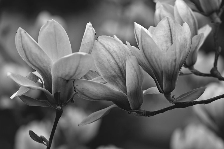 Magnolia flower bw 4.jpg