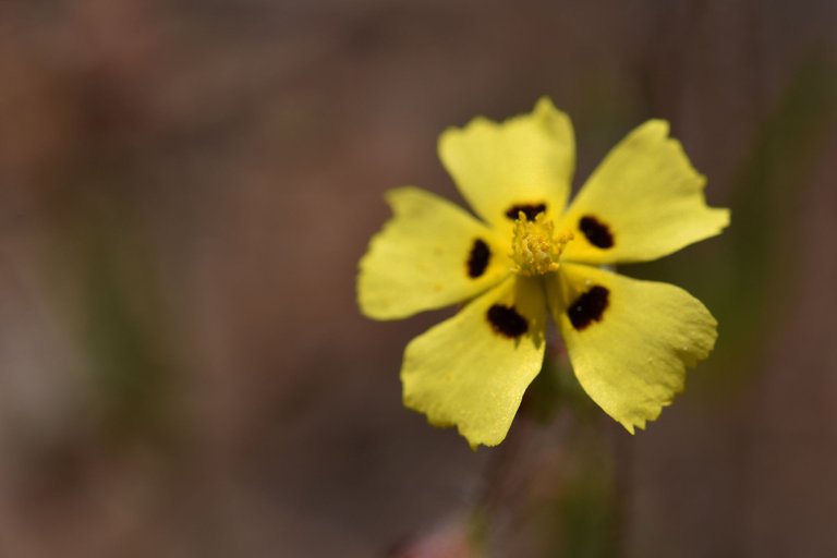 Tuberaria guttata yellow wildflower 9.jpg