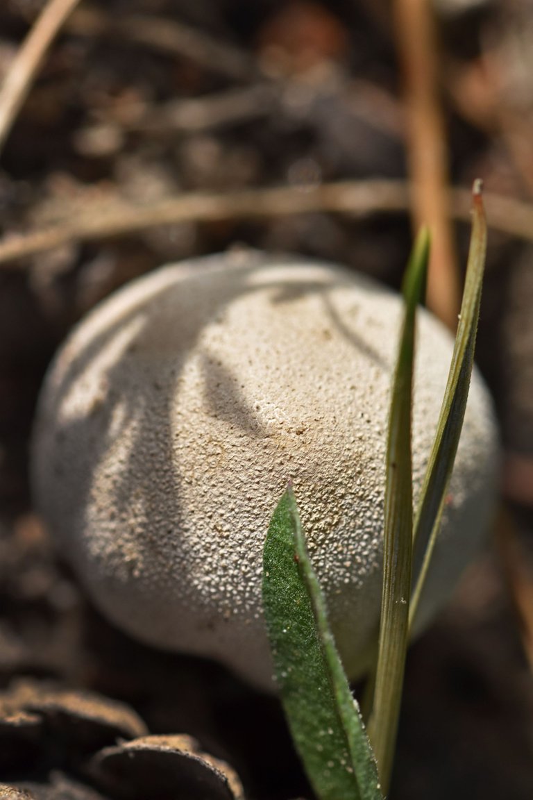 puffball mushroom pl 7.jpg