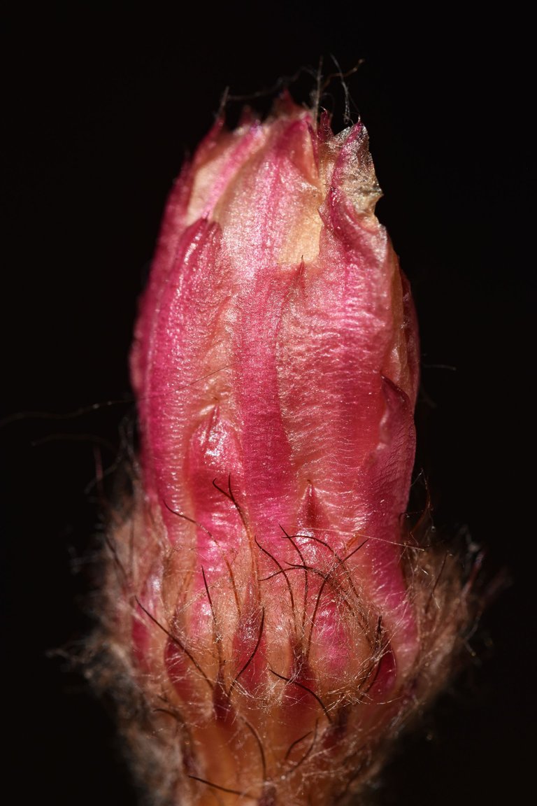 Notocactus Rubrigemmatus 2022 9.jpg