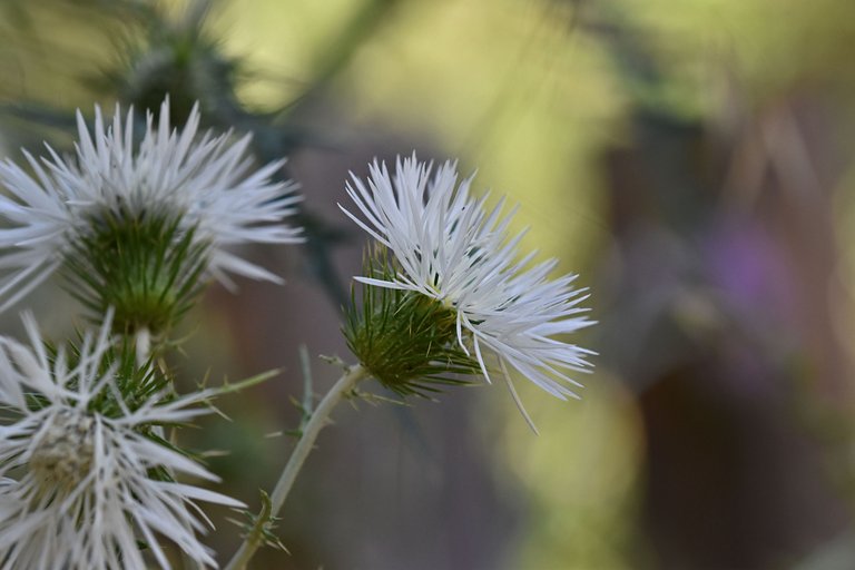 Giant thistle park 11.jpg