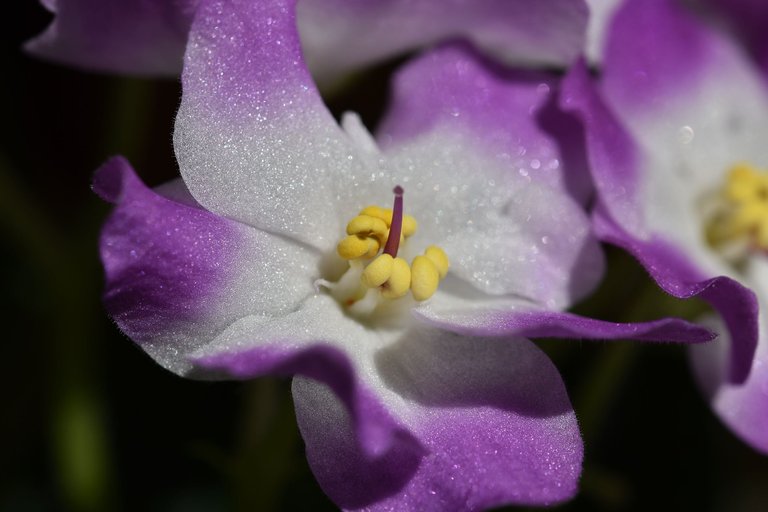 African Violet white-purple 2022 2.jpg