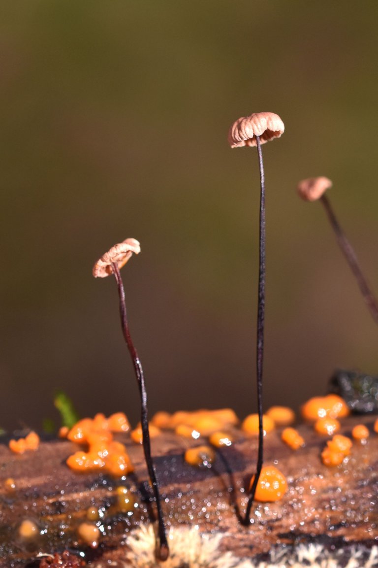 tiny mushrooms stick 2.jpg