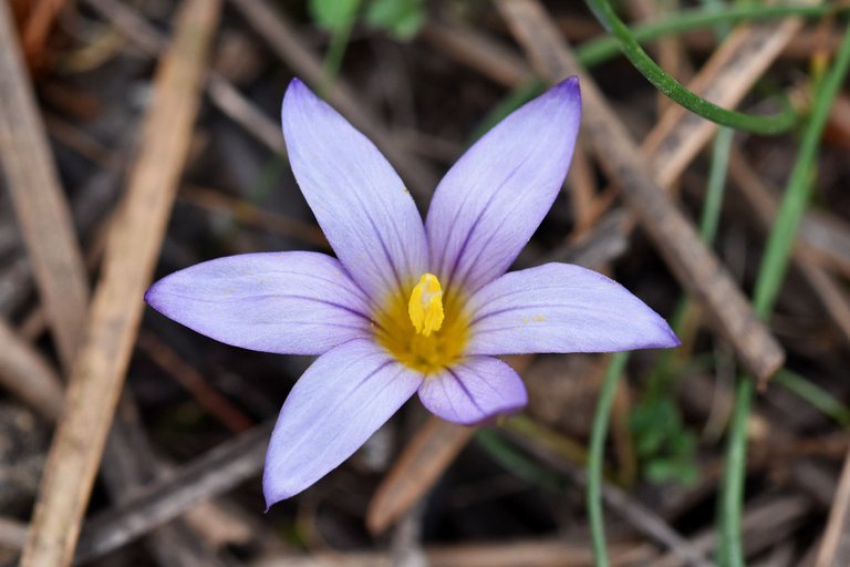 Romulea ramiflora flower 1.jpg