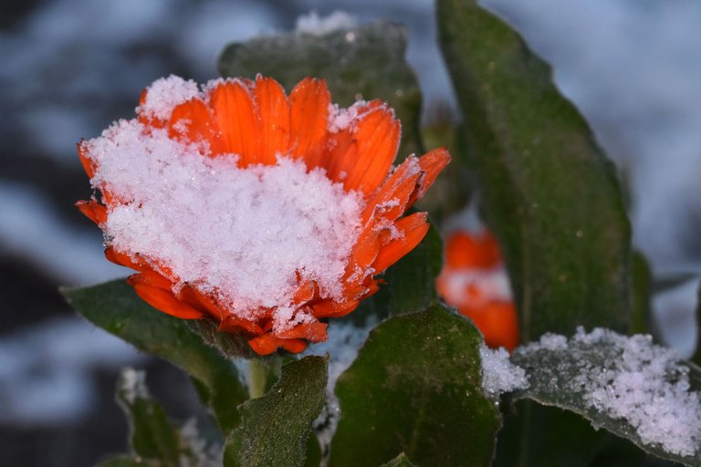 Calendula winter snow 2.jpg
