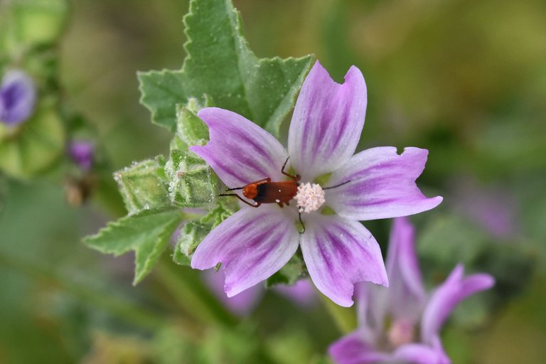 malva sylvestris Rhagonycha fulva beetle 6.jpg
