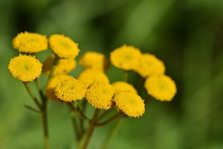 Tanacetum vulgare yellow wilflower pl 6.jpg