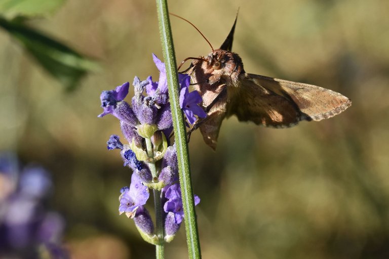 Silver Y moth lavender pl 9.jpg