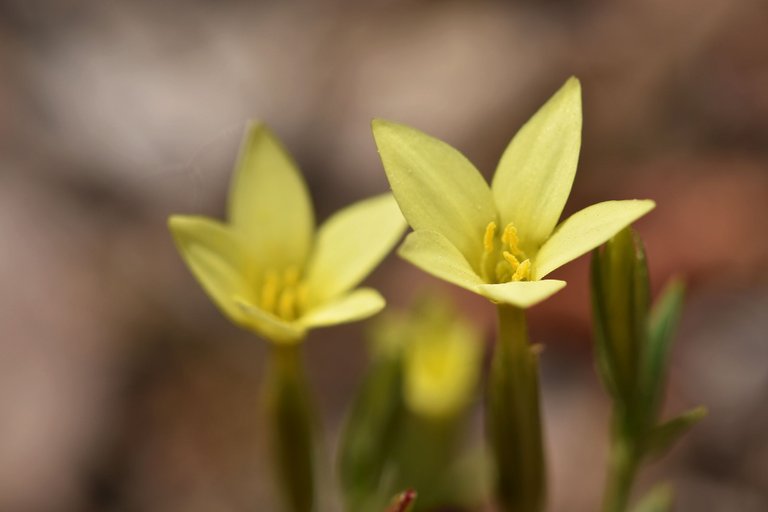 Centaurium maritimum yellow wildflower 4.jpg