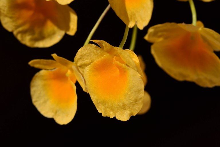 Dendrobium jenkinsii x aggregatum flower 2022 9.jpg