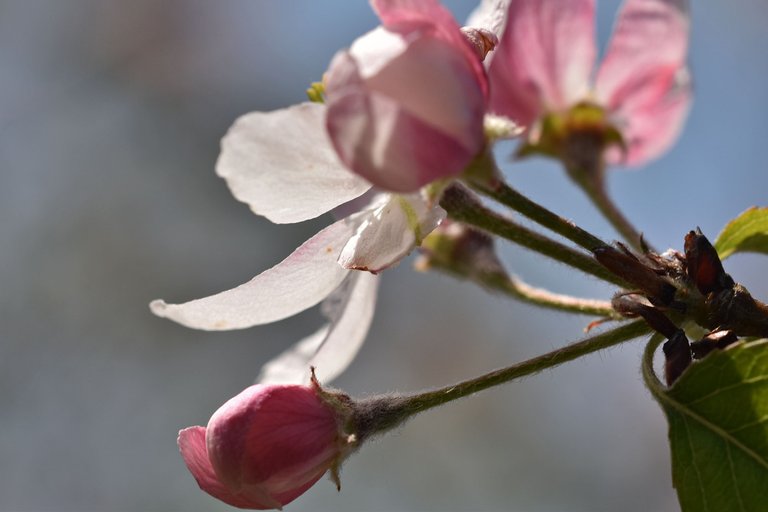 spring blooming tree 8.jpg