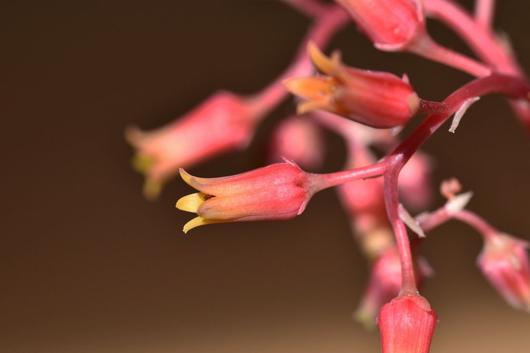 Echeveria Agavoides 2023 4.jpg