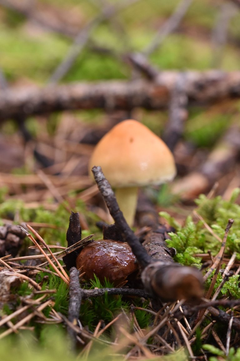 small orange mushrooms + boletus 3.jpg