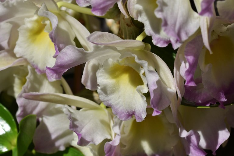 Dendrobium Nobile Spring Dream 2.jpg