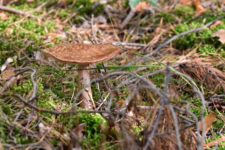 mushroom forest pl 5.jpg
