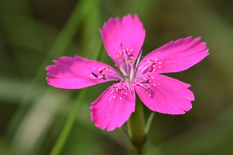 Dianthus deltoides wild carnation pl 3.jpg