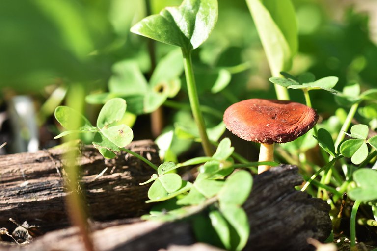 brown mushrooms park 2.jpg