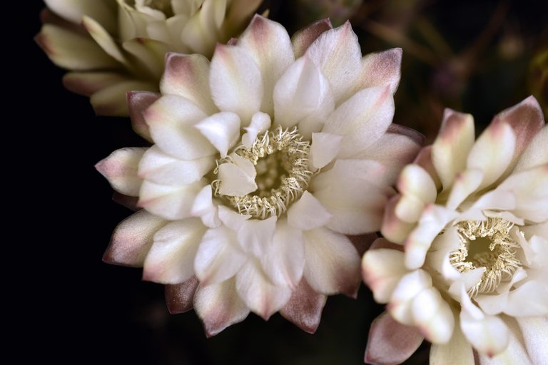 Gymnocalycium white flower 2025 2.jpg