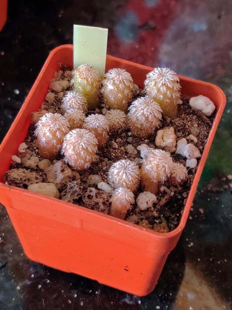 2024 seedlings Epithelantha micromeris 2025.jpg