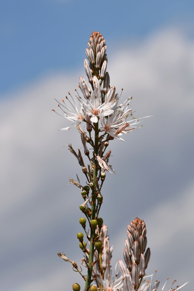 Asphodelus ramosus flowers 10.jpg