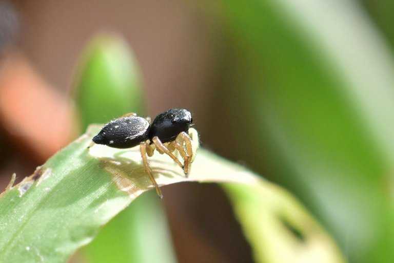 black jumping spider ice plant 16.jpg