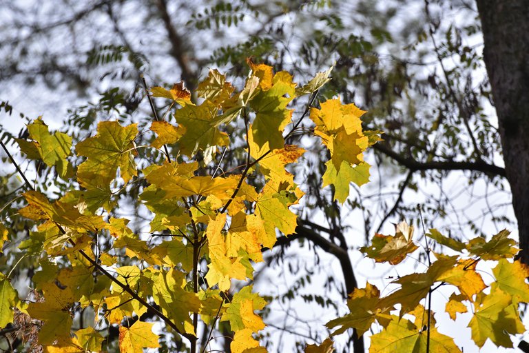 autumn forest pl 4.jpg