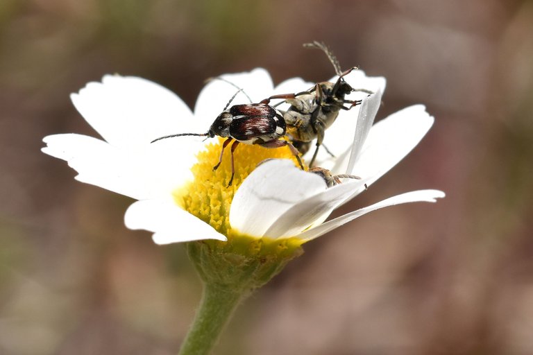 Small beetles daisy 1.jpg