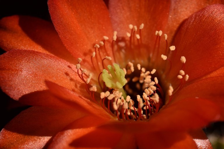 Chamaecereus hybrid flower 2021 4.jpg