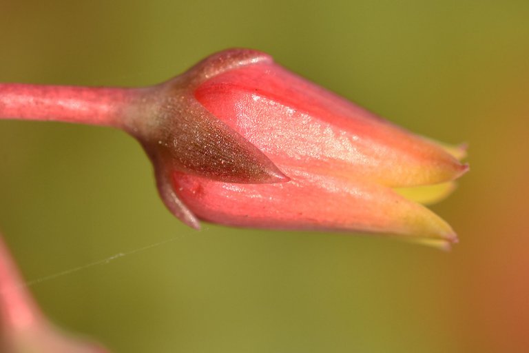 Echeveria agavoides flowers macro 4.jpg