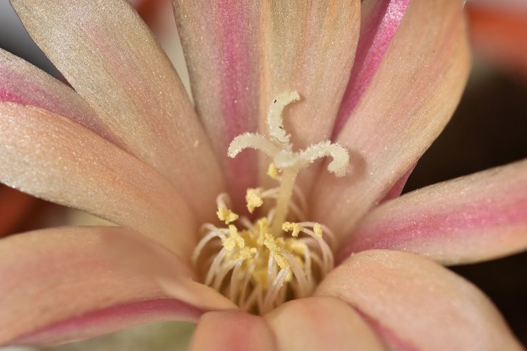 Rebutia heliosa cv. sunrise 2022 10.jpg