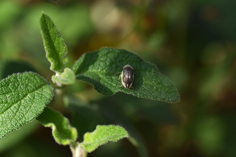 insects cistus 4.jpg