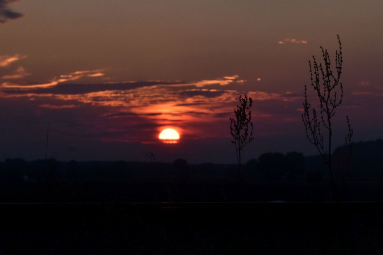 sunset grass silhouette pl 5.jpg
