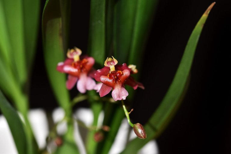 orchid cinnamon twinkle 3.jpg