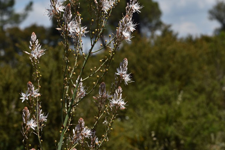 Asphodelus ramosus flowers 12.jpg
