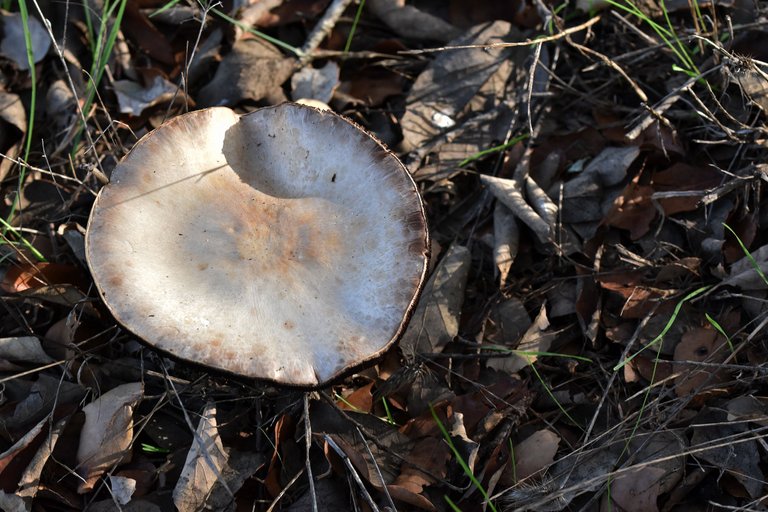 white mushrooms black gills pt 5.jpg