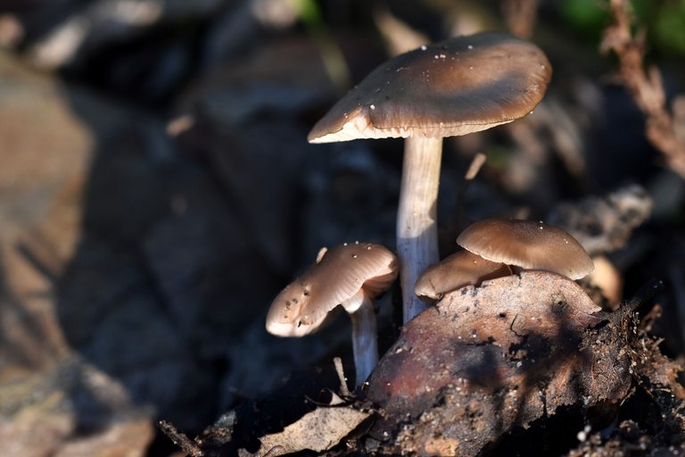 mushroom group lawn 3.jpg
