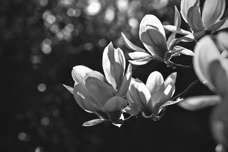 Magnolia flower bw 9.jpg