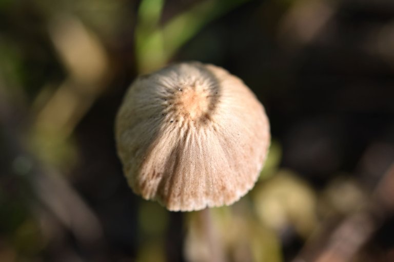 smal mushroom park 1.jpg