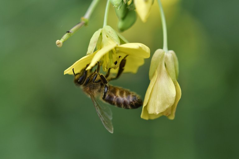 yellow ruccola bee pl 14.jpg