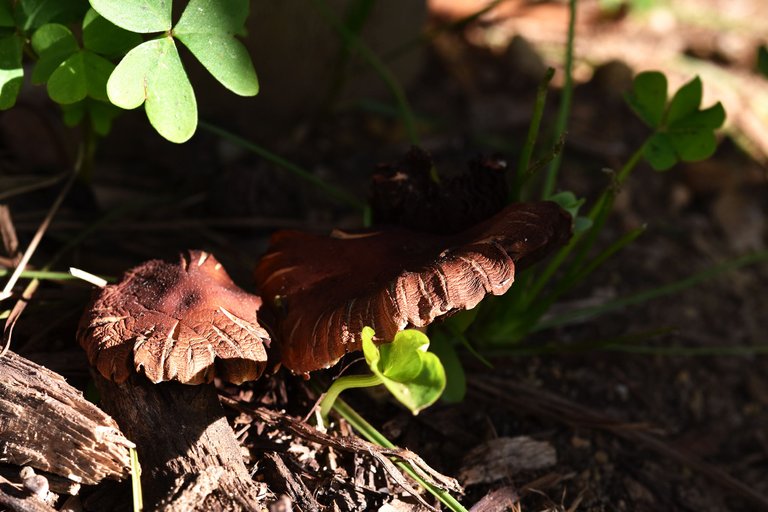 brown mushrooms park 7.jpg