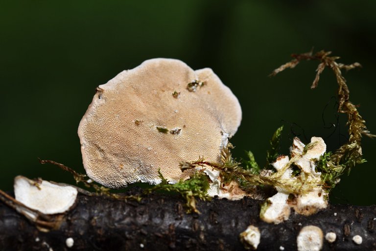 mushrooms on a stick 8.jpg